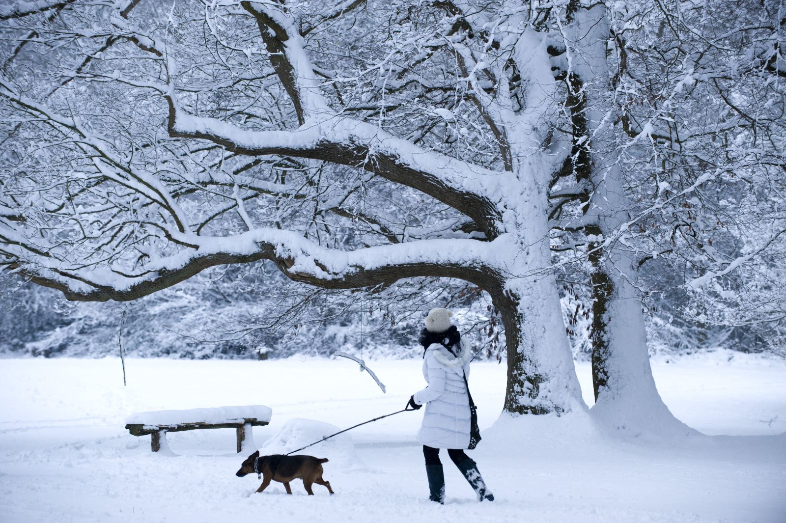 Dog walker in the snow credit National Trust John Millar